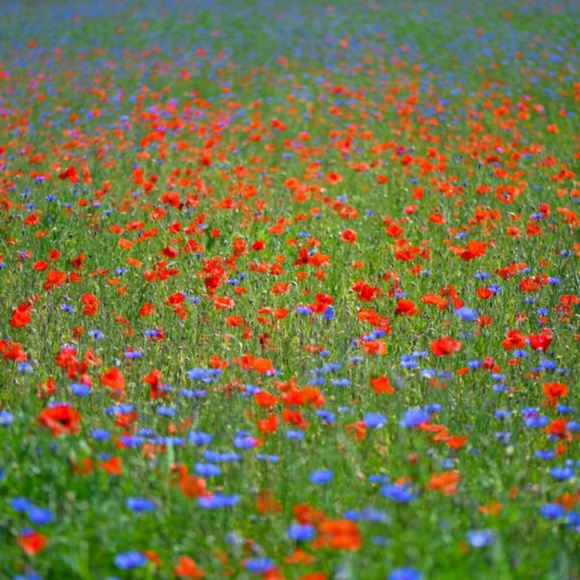 Meet your Posher, K - Picture 1 of 1